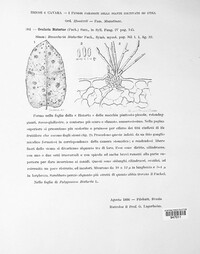 Ovularia bistortae image